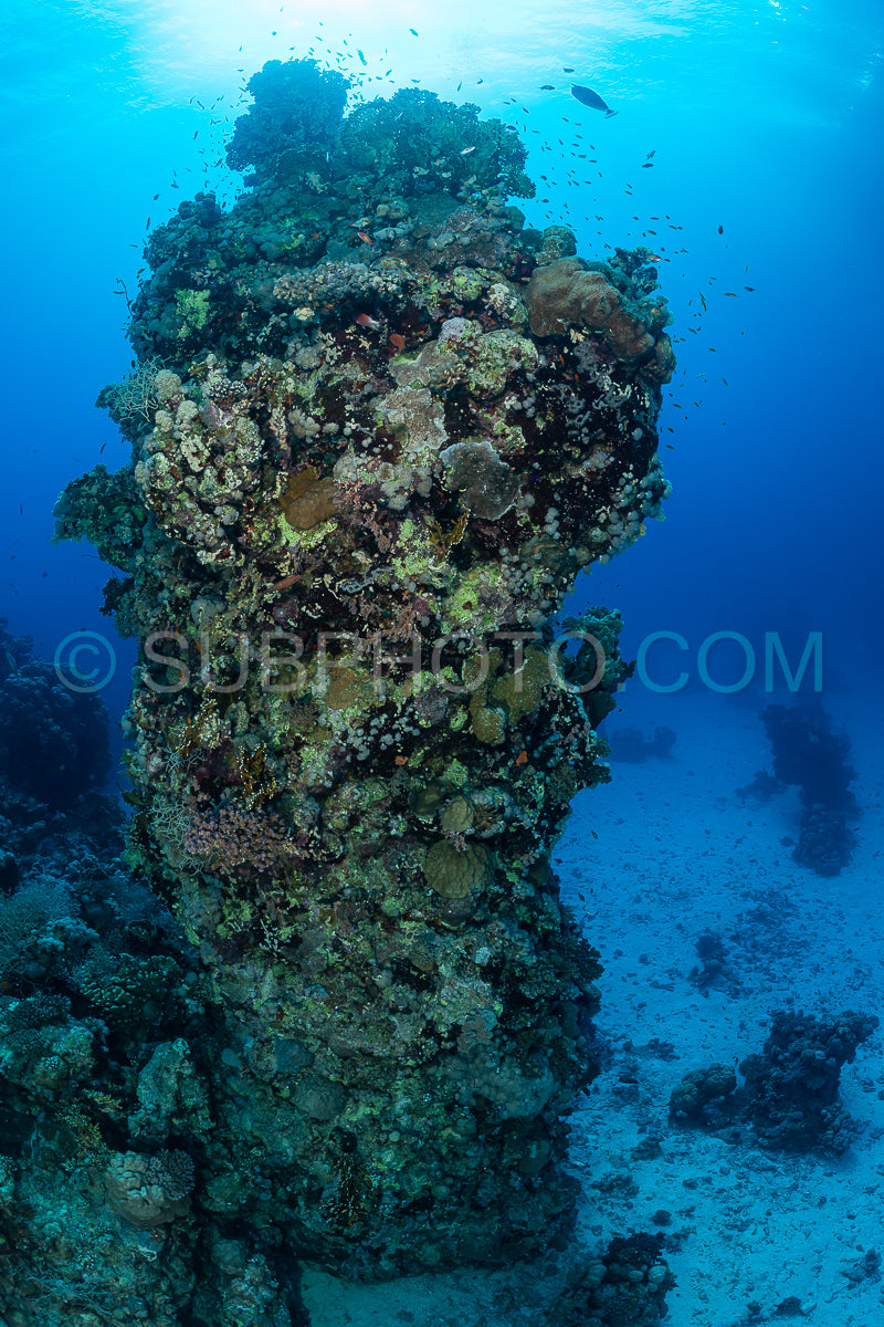 typical Red Sea tropical reef with hard and soft coral surrounded by school of orange anthias