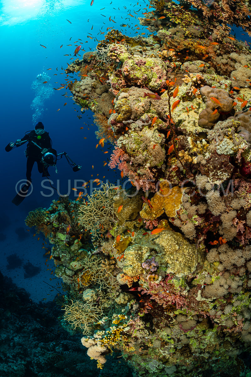 typical Red Sea tropical reef with hard and soft coral surrounded by school of orange anthias and a underwater photographer diver
