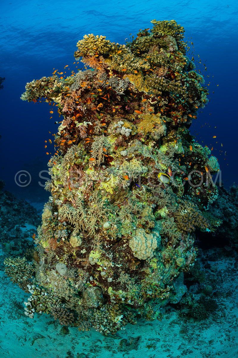 typical Red Sea tropical reef with hard and soft coral surrounded by school of orange anthias