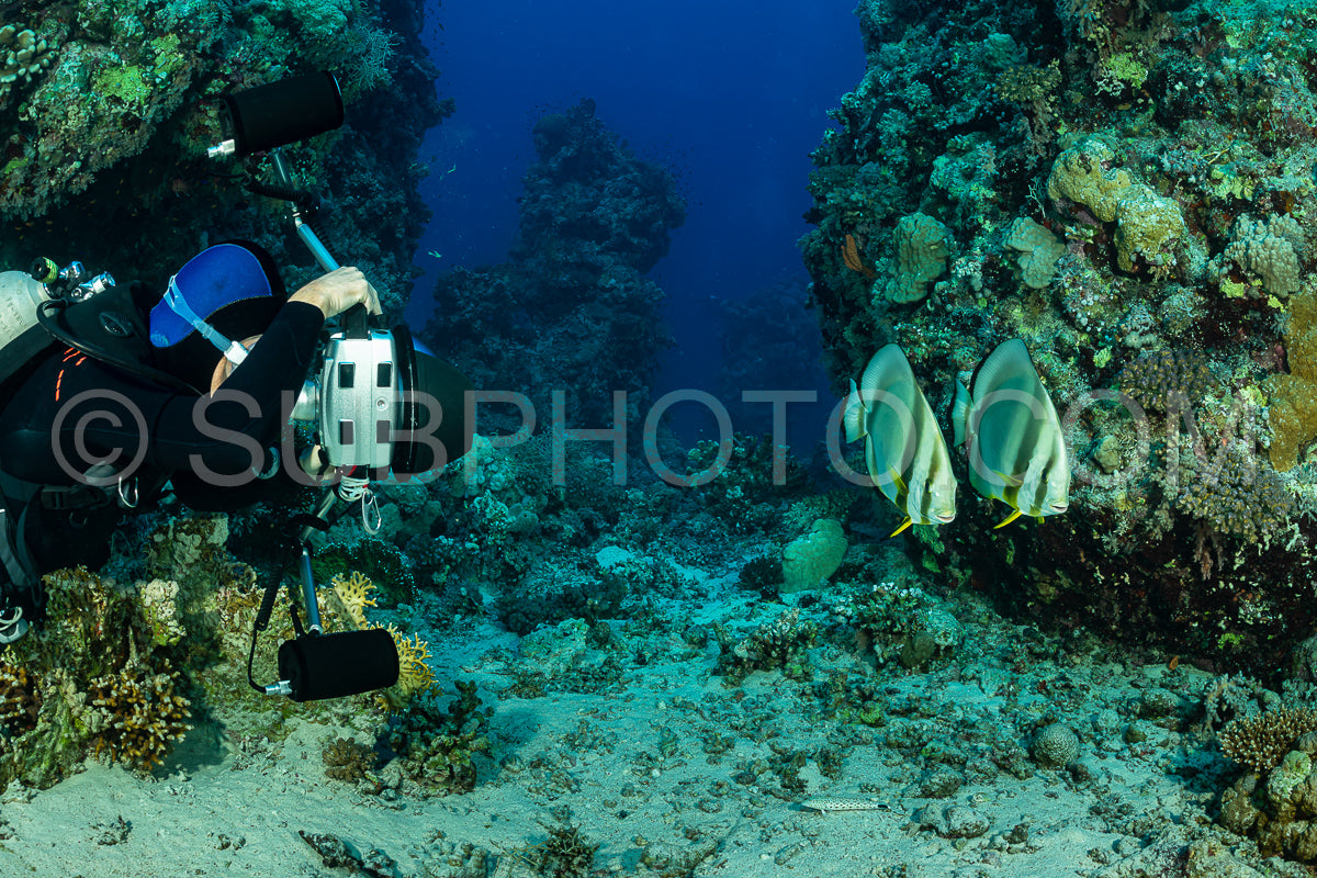 Photo de deux couples de poissons-spades circulaires avec un plongeur photographe sous-marin