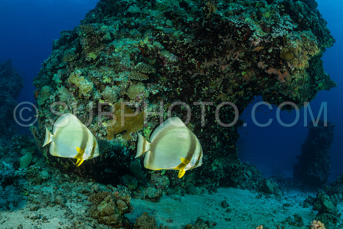 Photo de deux couples de poissons-spades circulaires