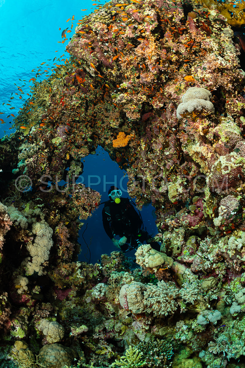 Photo de Récif tropical typique de la mer Rouge avec des coraux durs et mous entourés d'un banc d'anthias orange et d'un plongeur photographe.