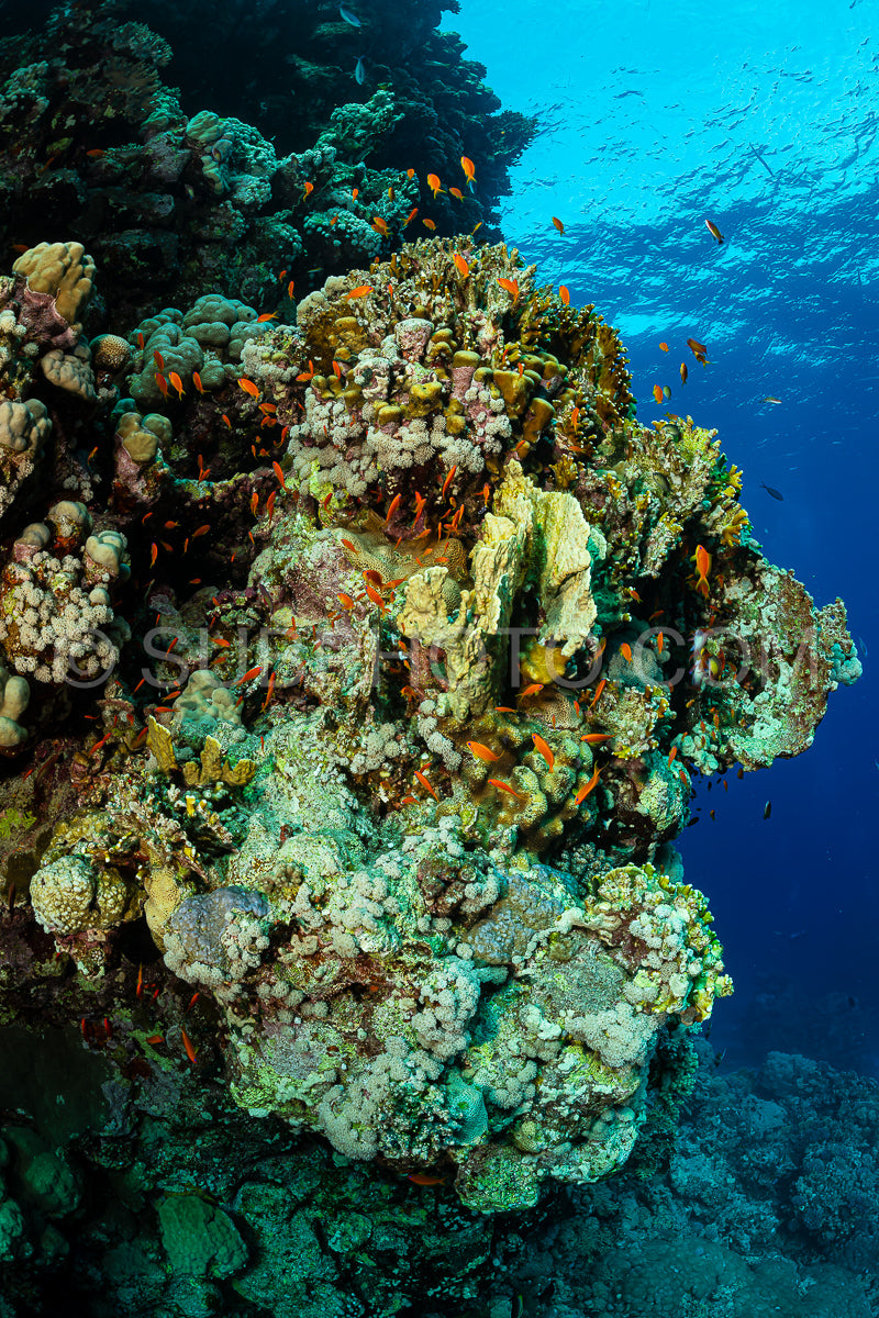 Photo de Récif tropical typique de la mer Rouge avec coraux durs et mous entourés d'un banc d'anthias orange