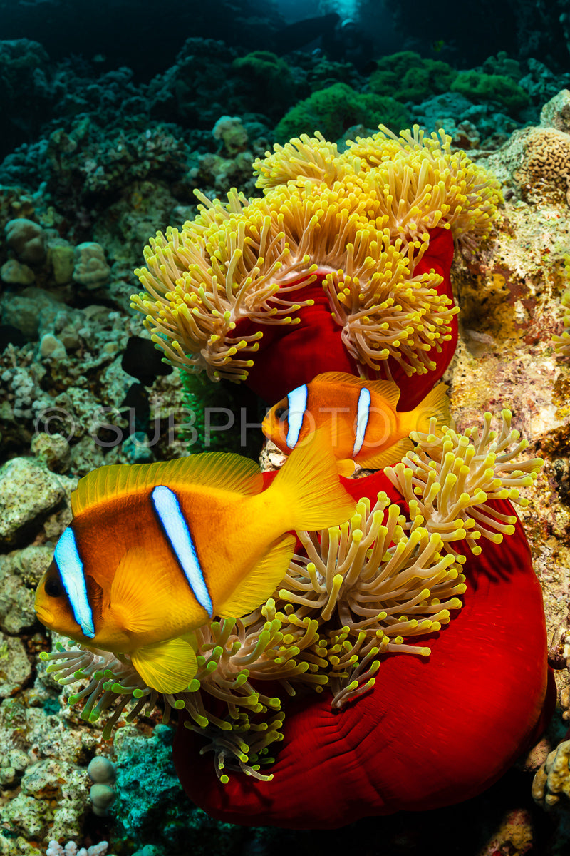 two orangefin anemonefish fish in anemone