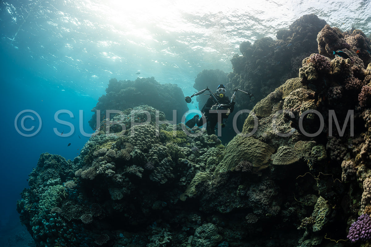 Photo de Récif tropical typique de la mer Rouge avec des coraux durs et mous entourés d'un banc d'anthias orange et d'un plongeur photographe.