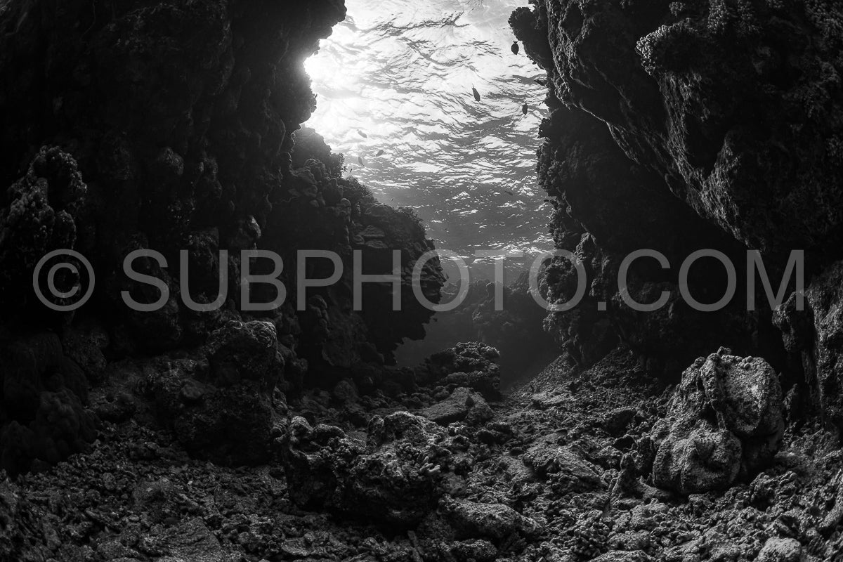 Photo de Récif tropical typique de la mer Rouge avec coraux durs et mous entourés d'un banc d'anthias orange en noir et blanc