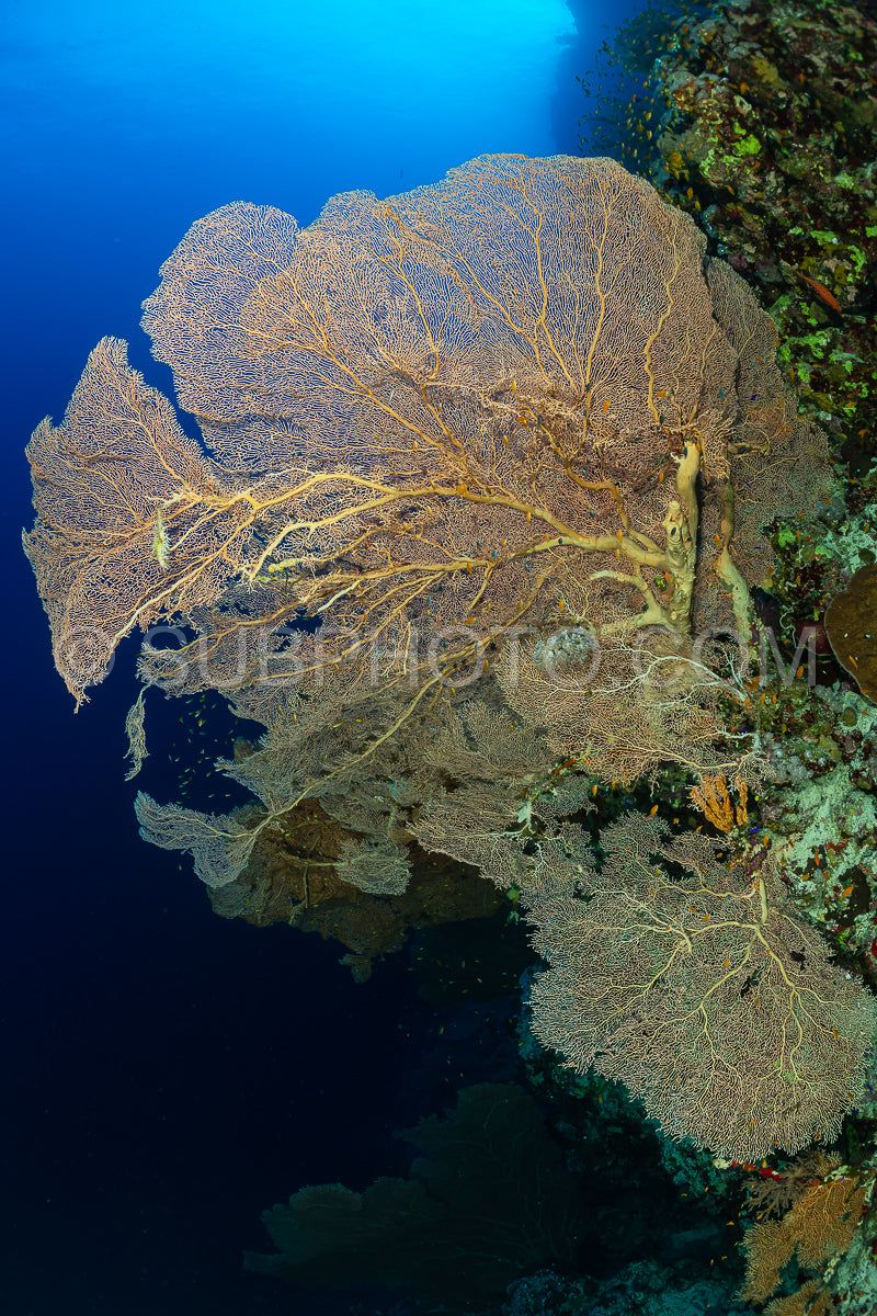 typical Red Sea tropical reef with hard and soft coral surrounded by school of orange anthias on large gorgonian