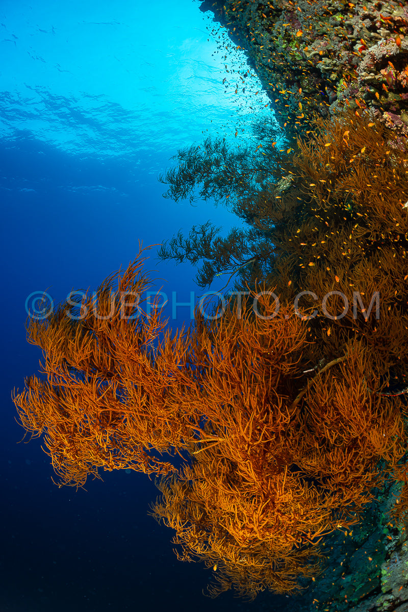 Photo de Récif tropical typique de la mer Rouge avec coraux durs et mous entourés d'un banc d'anthias orange