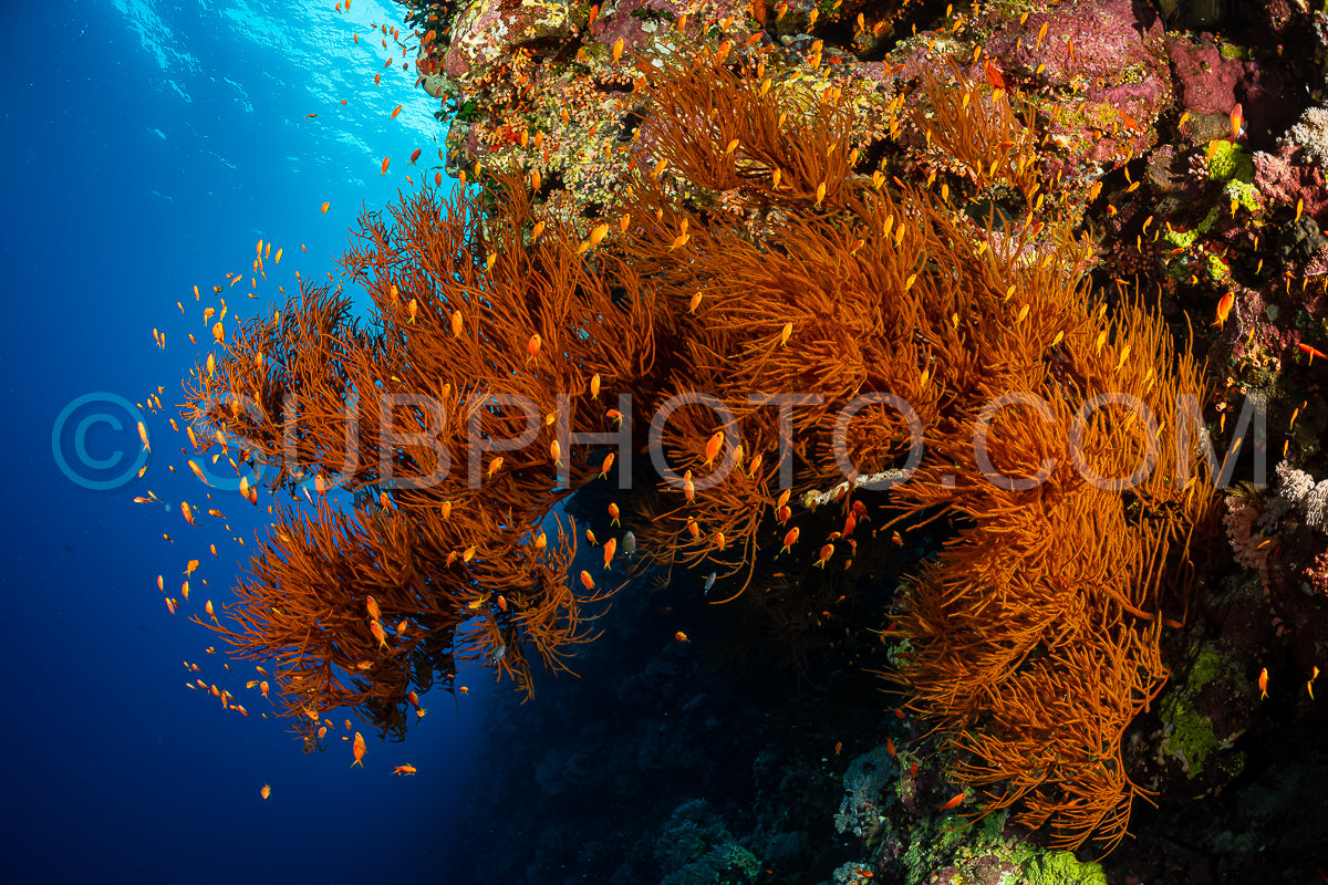 typical Red Sea tropical reef with hard and soft coral surrounded by school of orange anthias