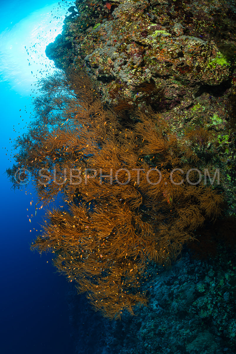 Photo de Récif tropical typique de la mer Rouge avec coraux durs et mous entourés d'un banc d'anthias orange