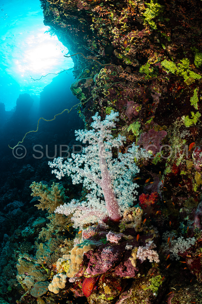 typical Red Sea tropical reef with hard and soft coral surrounded by school of orange anthias