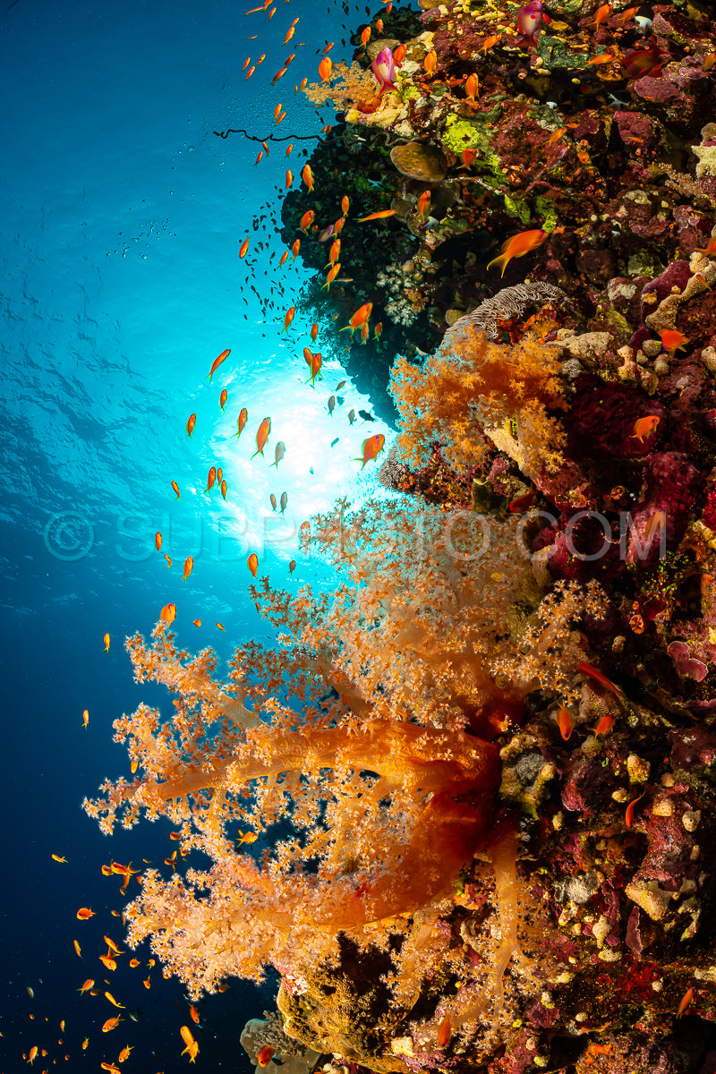 typical Red Sea tropical reef with hard and soft coral surrounded by school of orange anthias