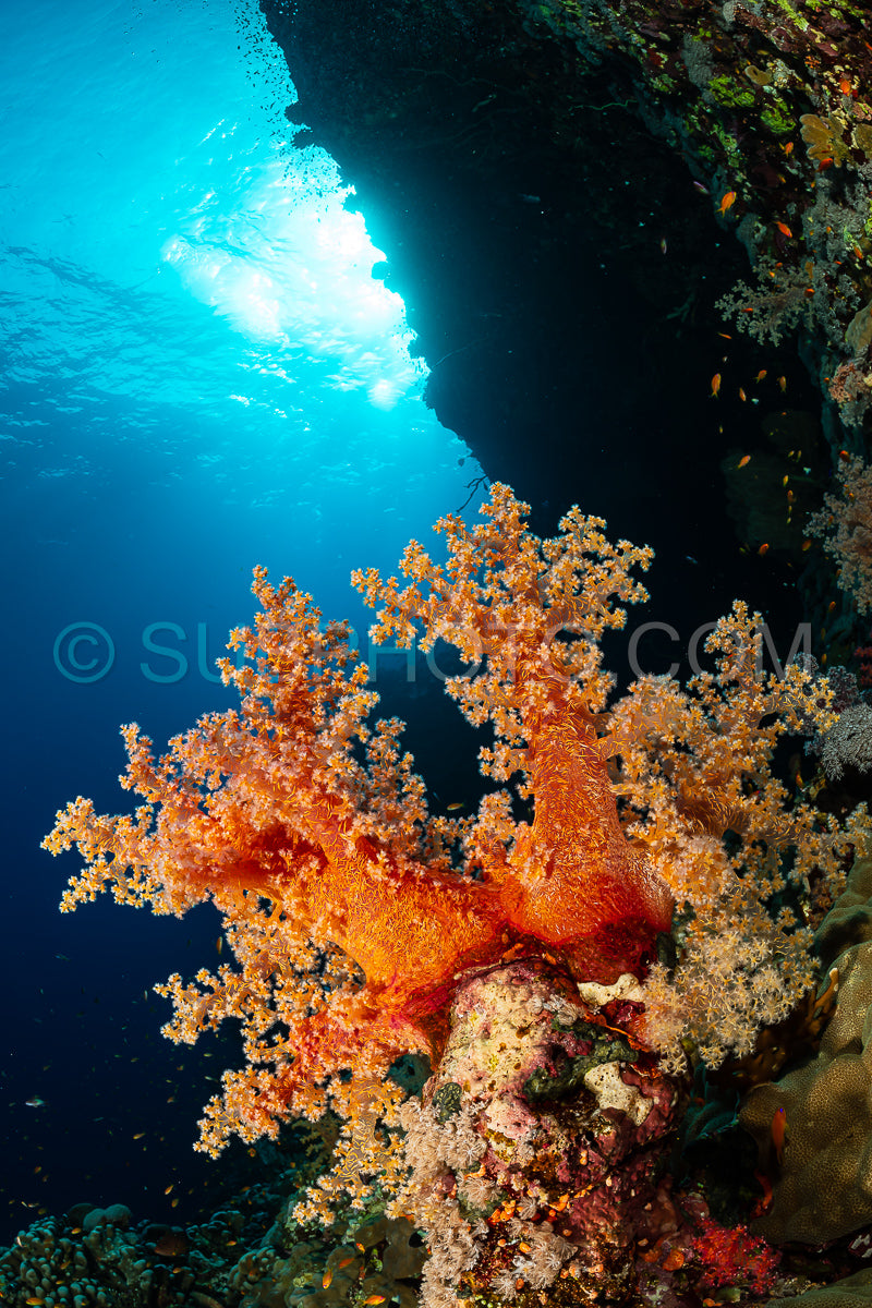 typical Red Sea tropical reef with hard and soft coral surrounded by school of orange anthias