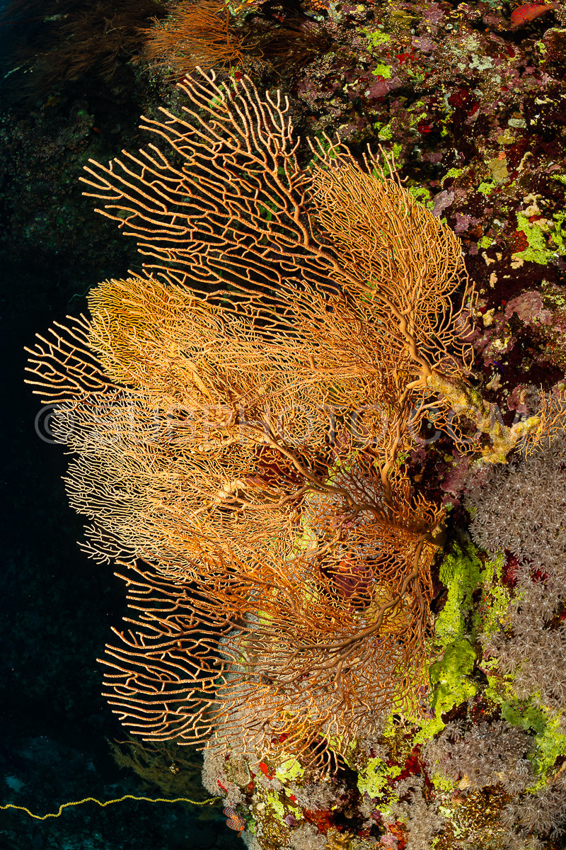 Photo de Récif tropical typique de la mer Rouge avec coraux durs et mous entourés d'un banc d'anthias orange sur une grande gorgone.