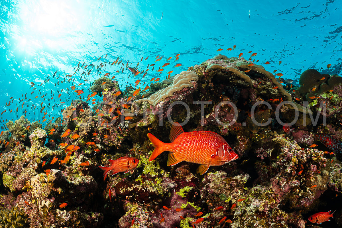 red bigscale bigeye soldierfish fish and sabre squirrelfish