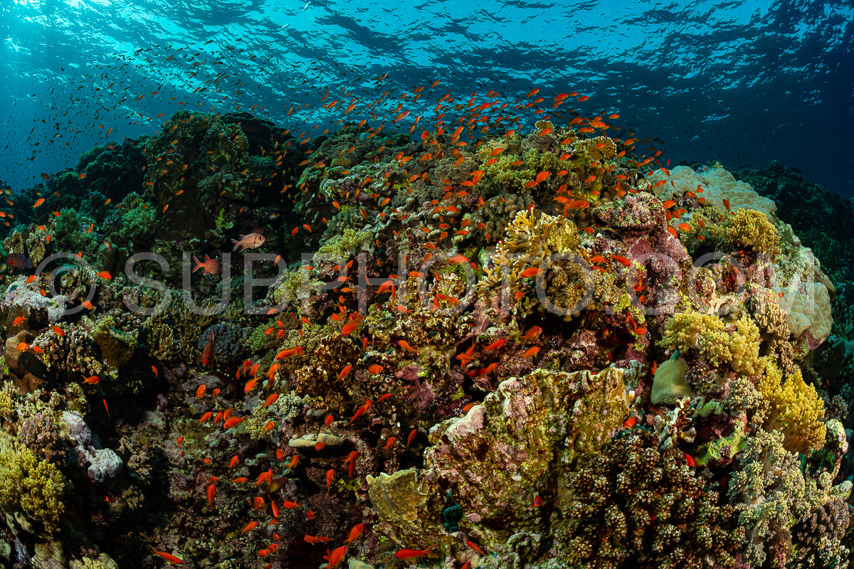 typical Red Sea tropical reef with hard and soft coral surrounded by school of orange anthias