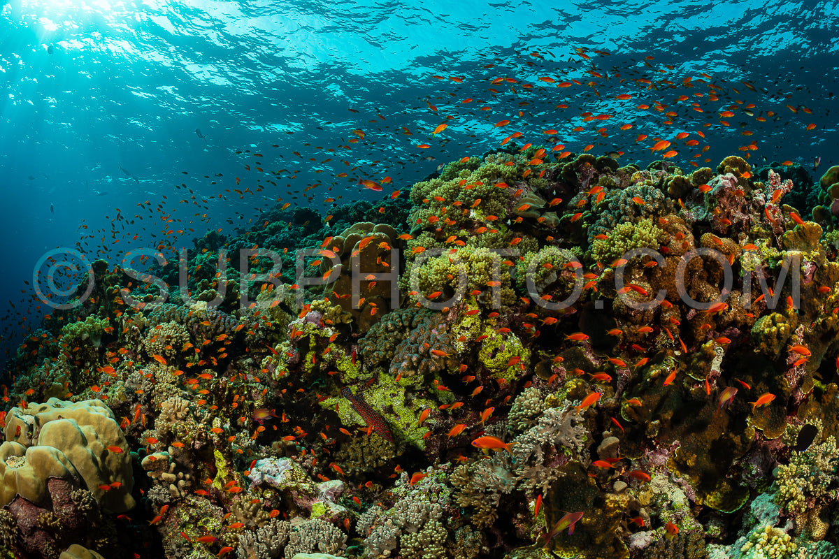 typical Red Sea tropical reef with hard and soft coral surrounded by school of orange anthias