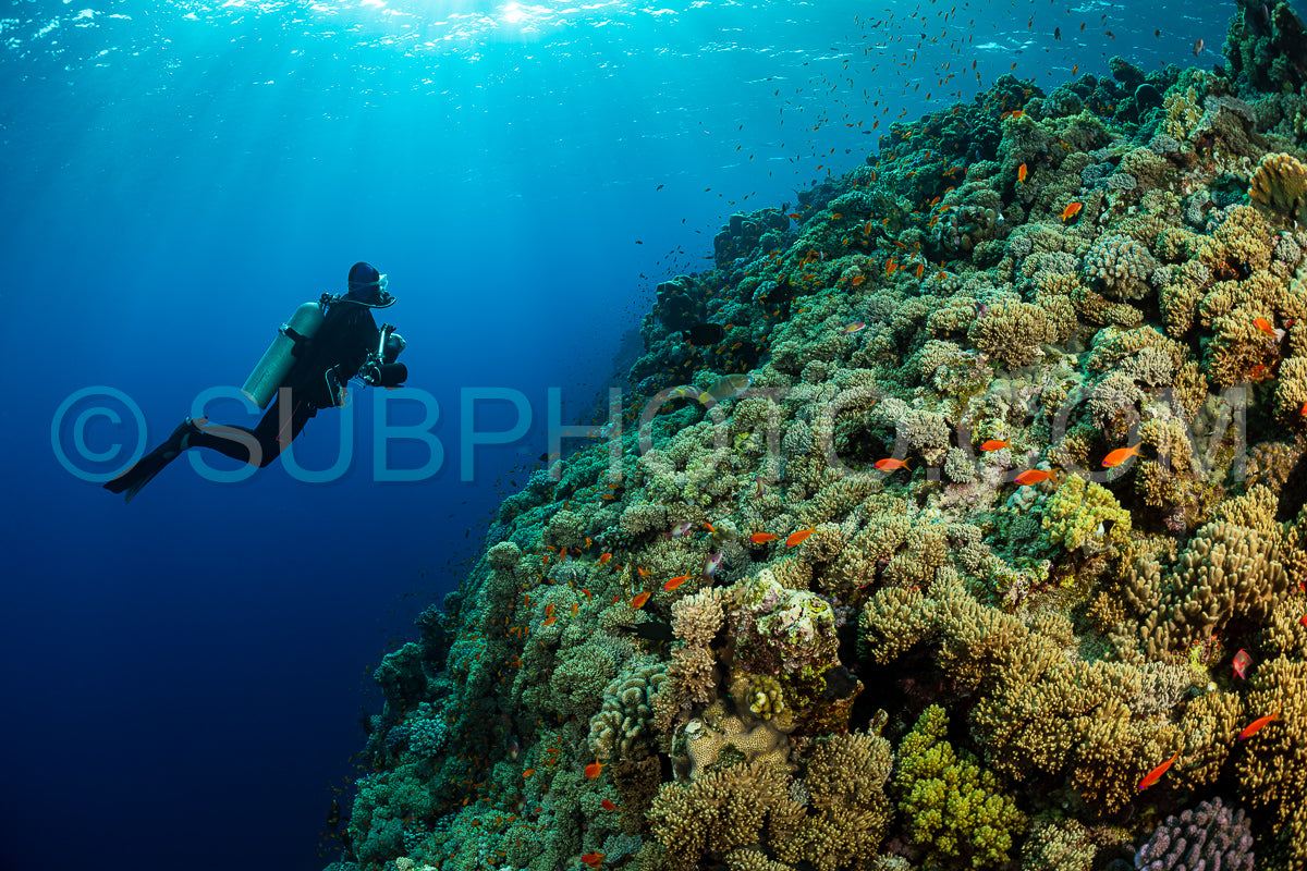 typical Red Sea tropical reef with hard and soft coral surrounded by school of orange anthias and a underwater photographer diver