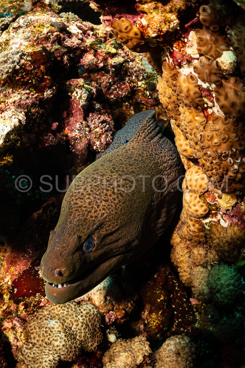brown giant moray on reef with cleaning wrasse