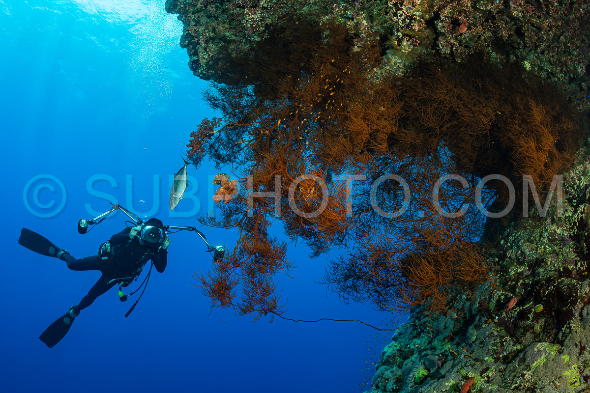 Photo de Récif tropical typique de la mer Rouge avec des coraux durs et mous entourés d'un banc d'anthias orange et d'un plongeur photographe.