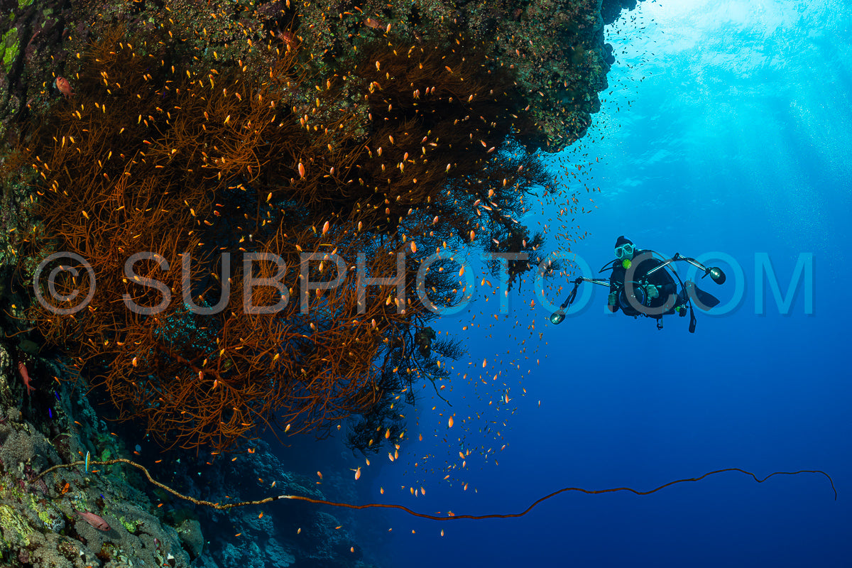 Photo de Récif tropical typique de la mer Rouge avec des coraux durs et mous entourés d'un banc d'anthias orange et d'un plongeur photographe.
