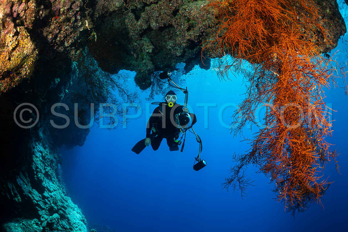 Photo de Récif tropical typique de la mer Rouge avec des coraux durs et mous entourés d'un banc d'anthias orange et d'un plongeur photographe.