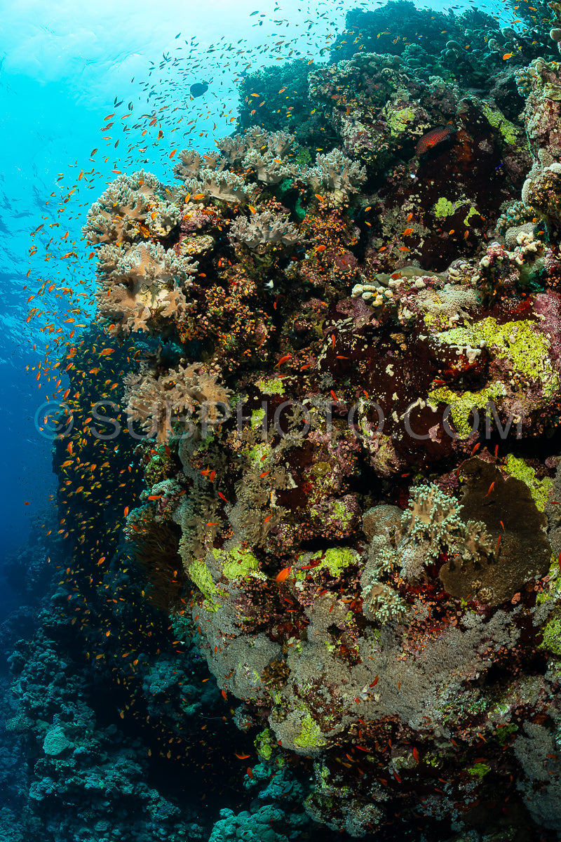 Photo de Récif tropical typique de la mer Rouge avec coraux durs et mous entourés d'un banc d'anthias orange