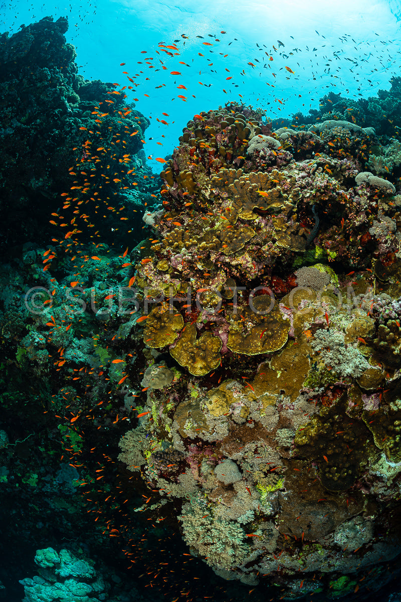 typical Red Sea tropical reef with hard and soft coral surrounded by school of orange anthias