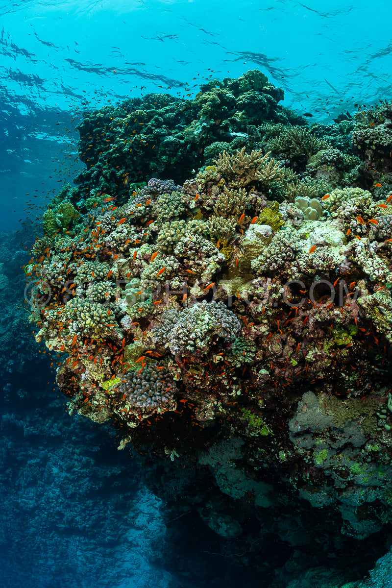 typical Red Sea tropical reef with hard and soft coral surrounded by school of orange anthias