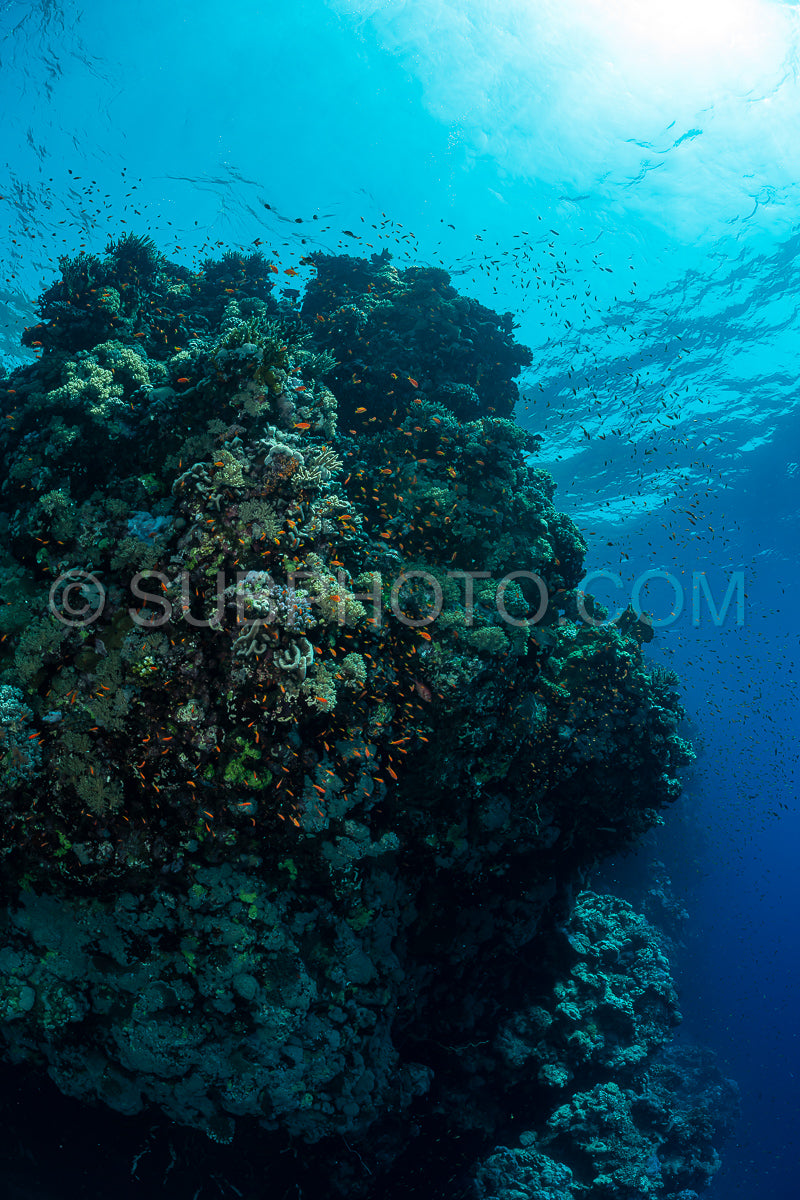 Photo de Récif tropical typique de la mer Rouge avec coraux durs et mous entourés d'un banc d'anthias orange