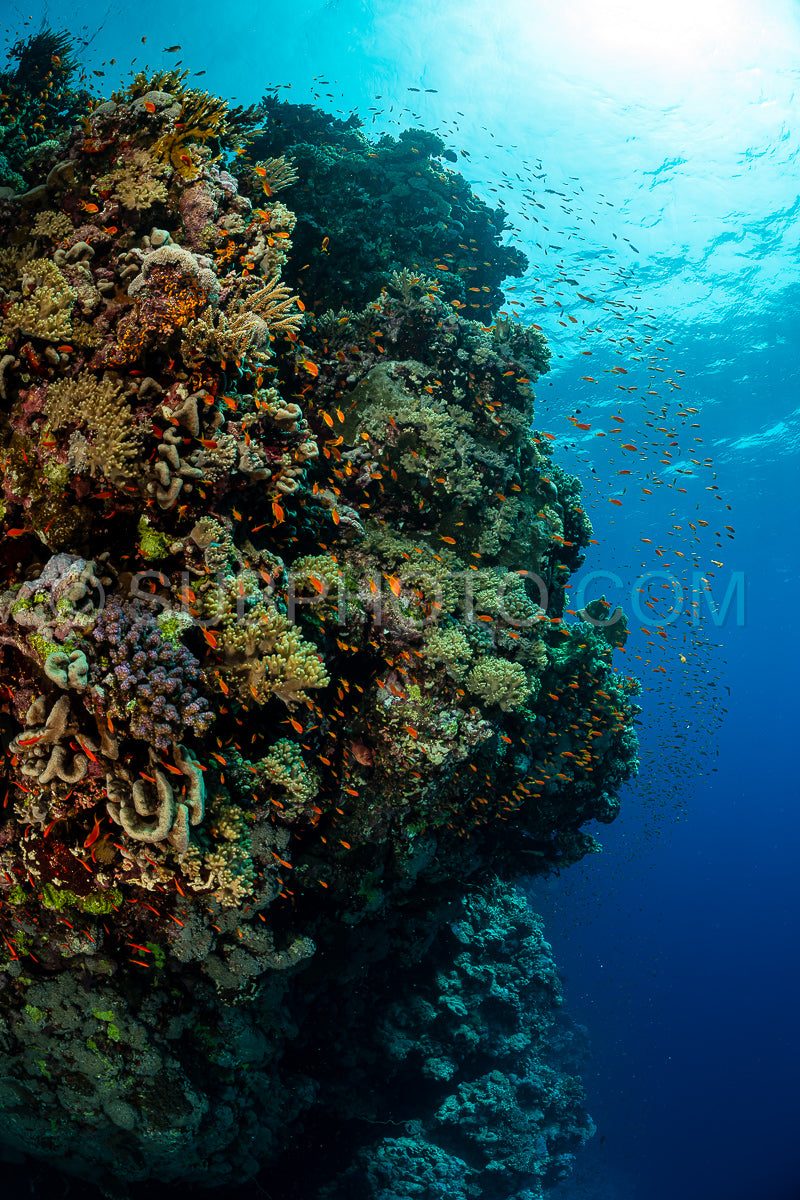 typical Red Sea tropical reef with hard and soft coral surrounded by school of orange anthias