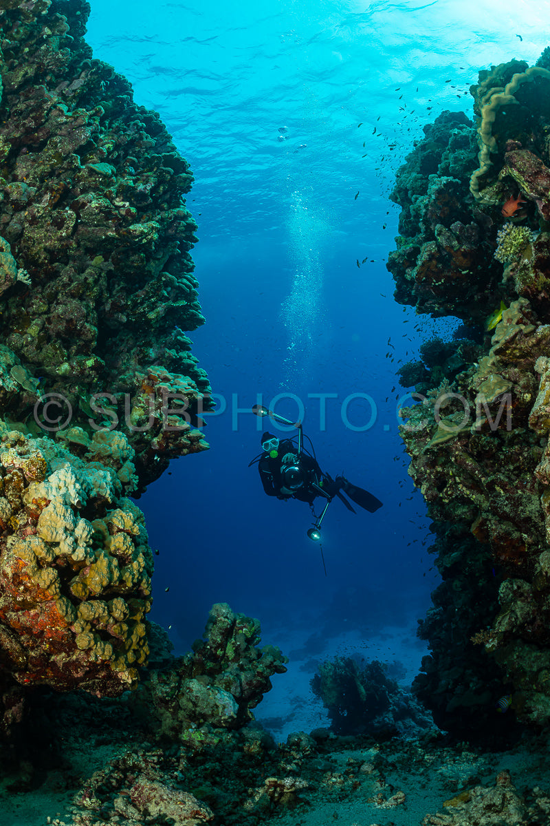 Photo de Récif tropical typique de la mer Rouge avec des coraux durs et mous entourés d'un banc d'anthias orange et d'un plongeur photographe.