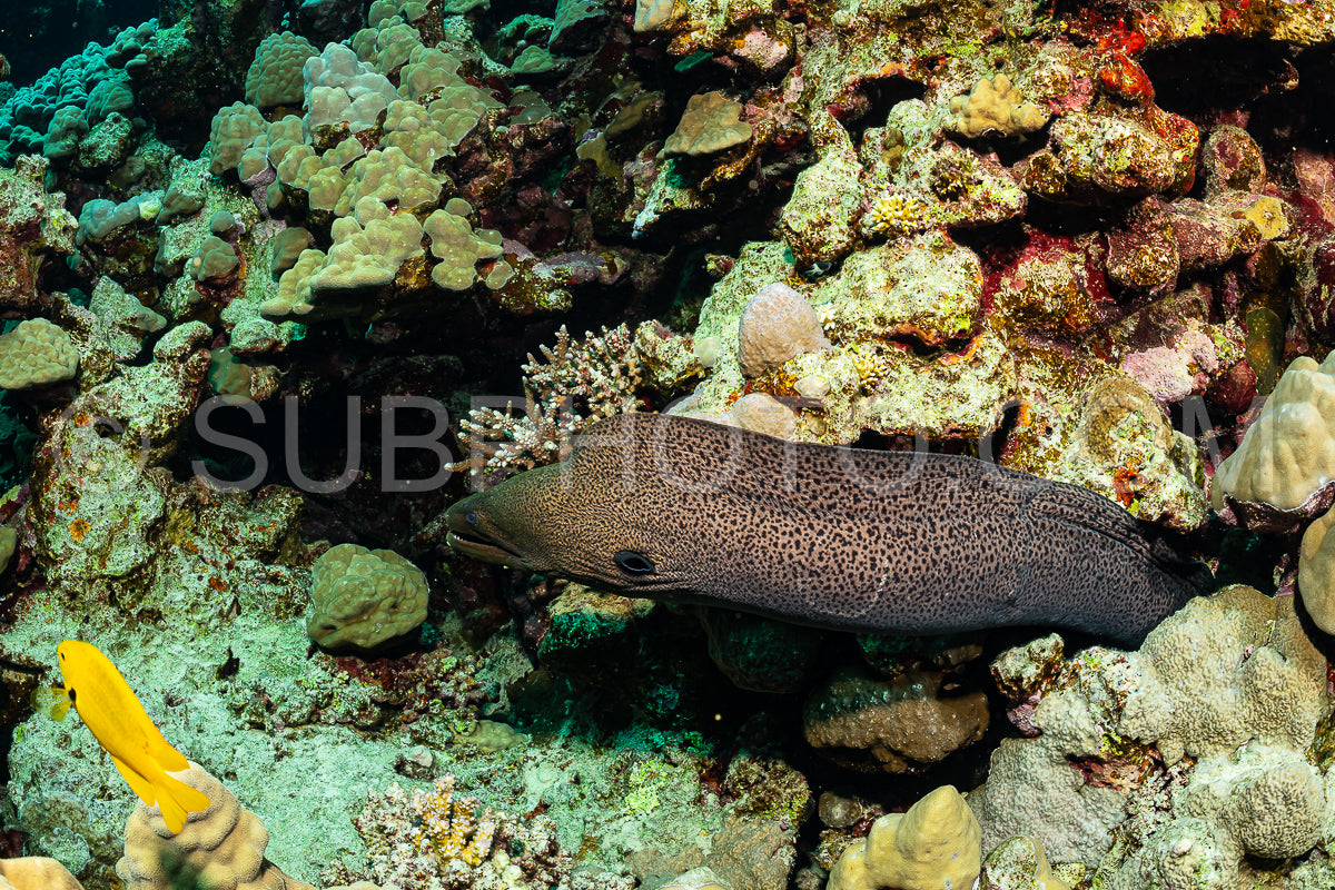 Photo de murène géante brune sur le récif