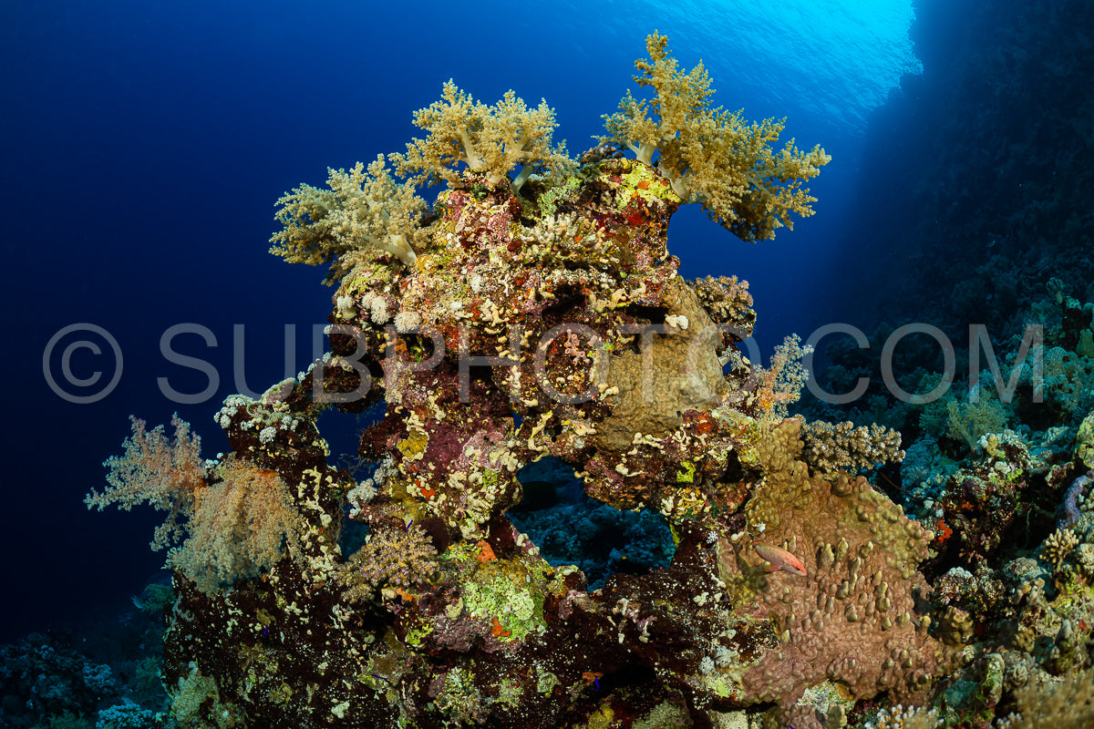 Photo de Récif tropical typique de la mer Rouge avec coraux durs et mous entourés d'un banc d'anthias orange