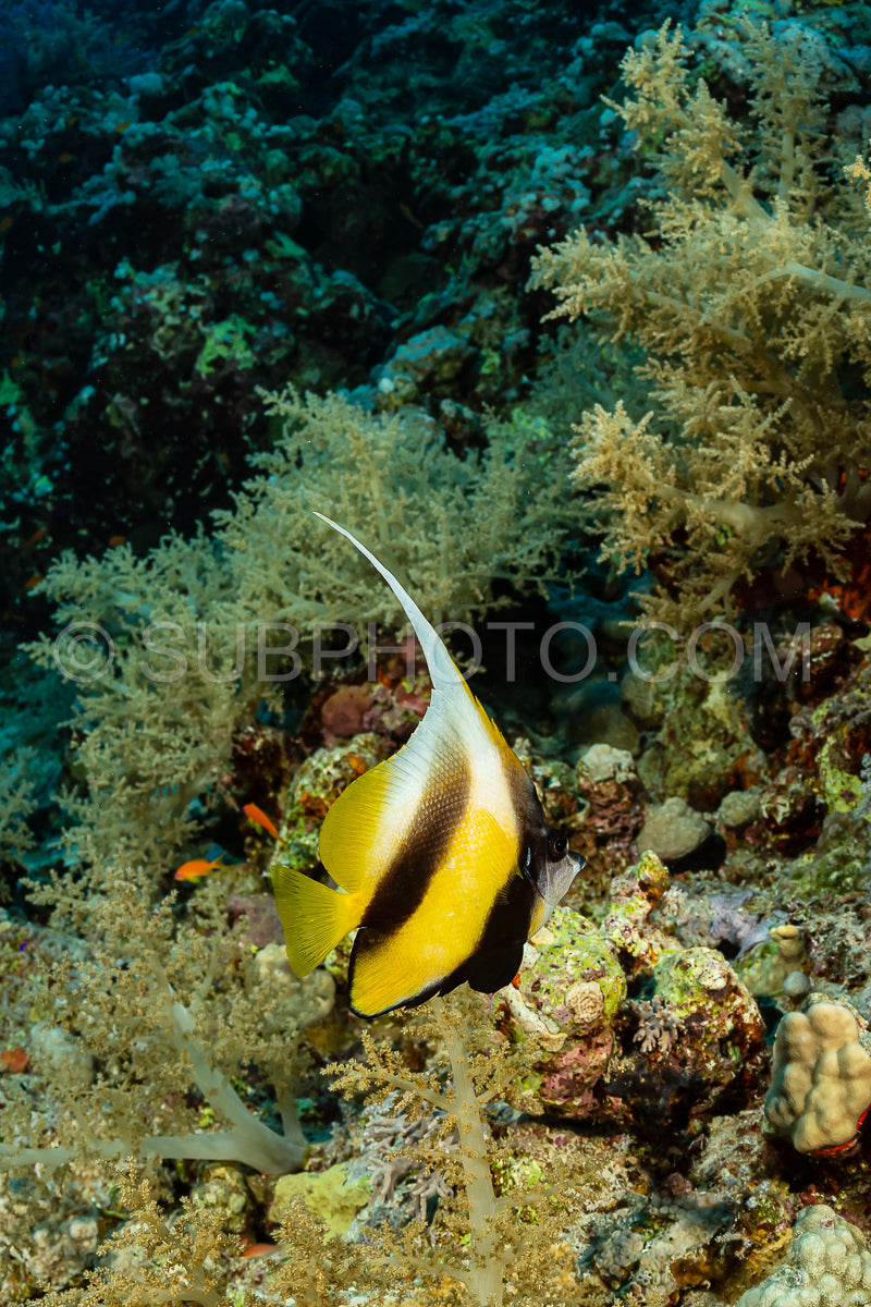 Photo de poisson bannière jaune noir longfin