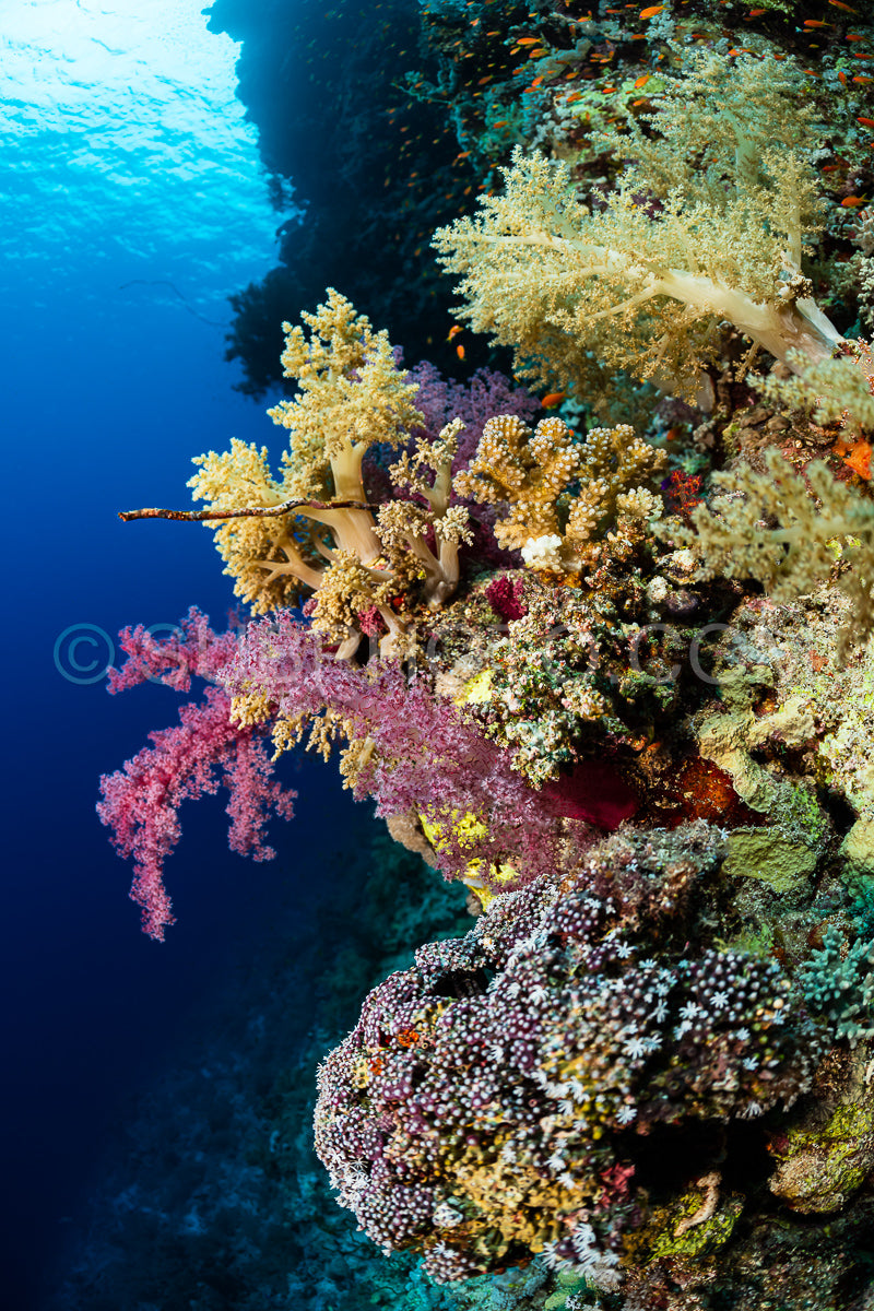 typical Red Sea tropical reef with hard and soft coral surrounded by school of orange anthias
