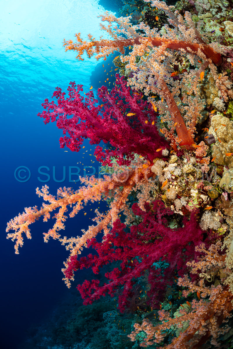 typical Red Sea tropical reef with hard and soft coral surrounded by school of orange anthias