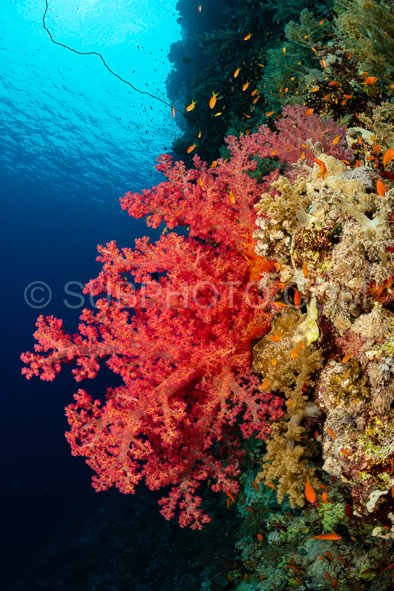 typical Red Sea tropical reef with hard and soft coral surrounded by school of orange anthias