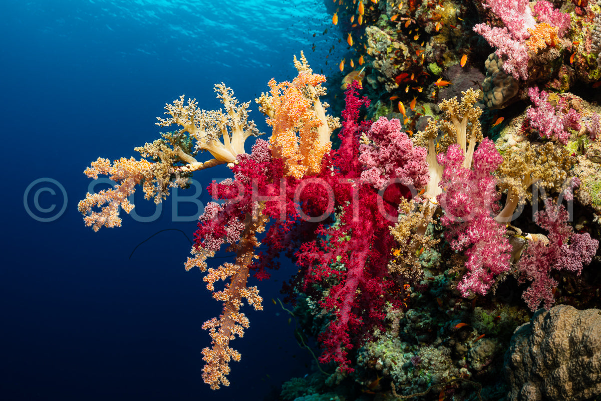 typical Red Sea tropical reef with hard and soft coral surrounded by school of orange anthias
