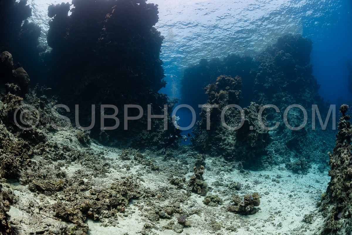 Photo de Récif tropical typique de la mer Rouge avec des coraux durs et mous entourés d'un banc d'anthias orange et d'un plongeur photographe.