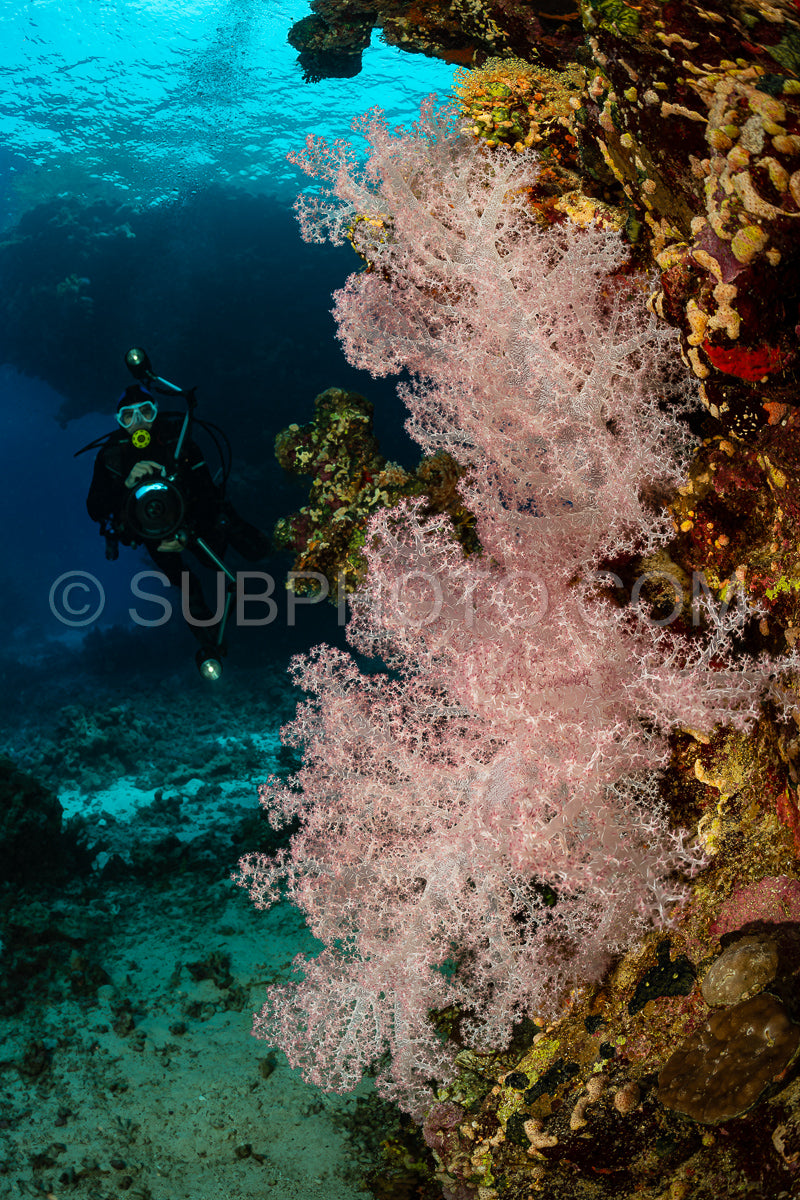 Photo de Récif tropical typique de la mer Rouge avec des coraux durs et mous entourés d'un banc d'anthias orange et d'un plongeur photographe.