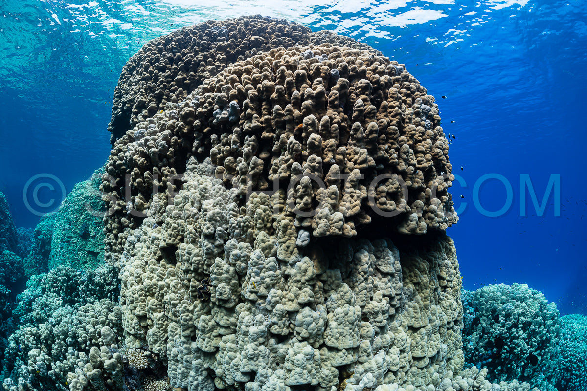 Photo de Récif tropical typique de la mer Rouge avec coraux durs et mous entourés d'un banc d'anthias orange
