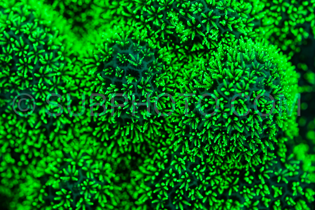 Photo de Le corail des récifs tropicaux brille d'un vert fluorescent sous l'effet de la lumière UV.