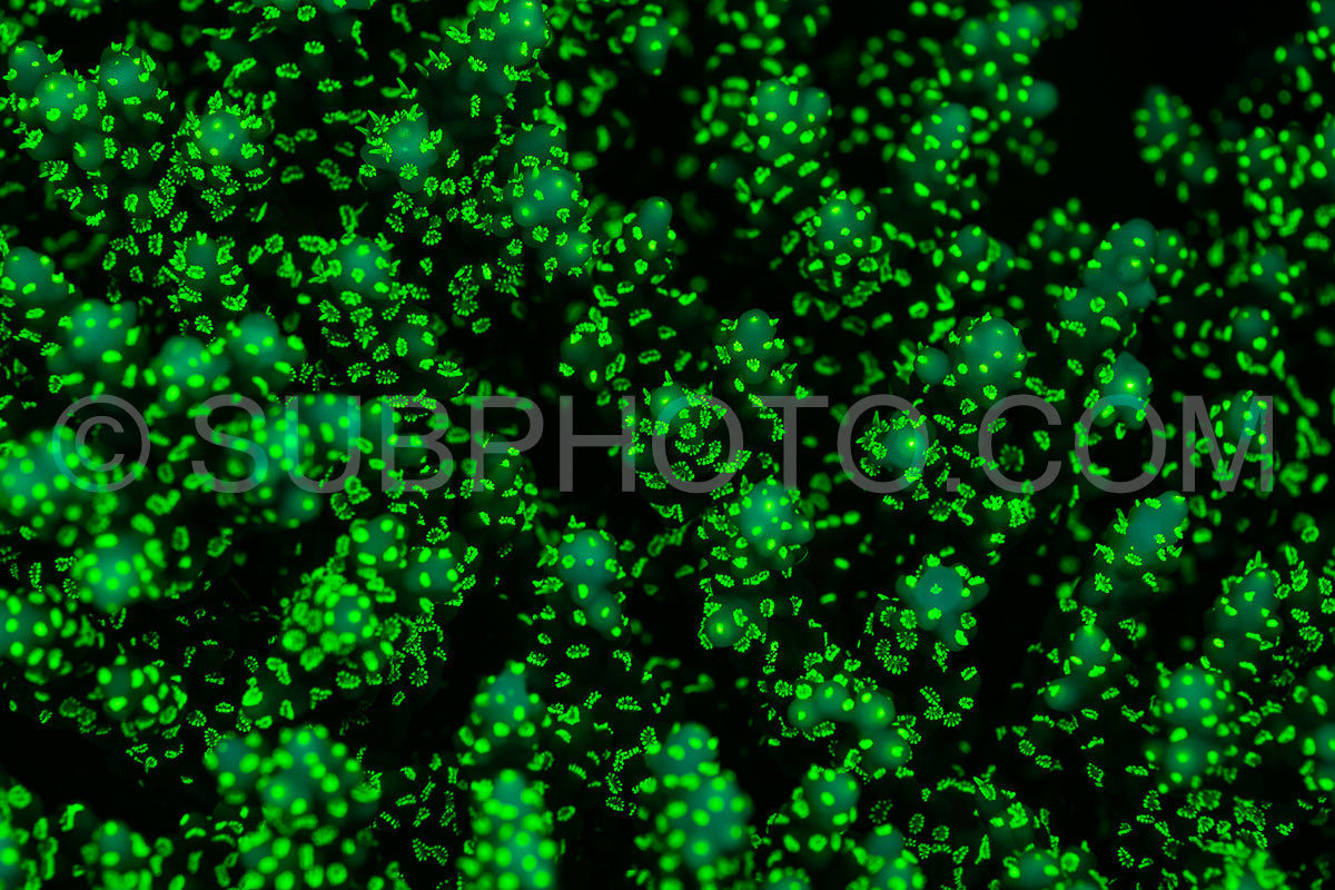 Photo de Le corail des récifs tropicaux brille d'un vert fluorescent sous l'effet de la lumière UV.