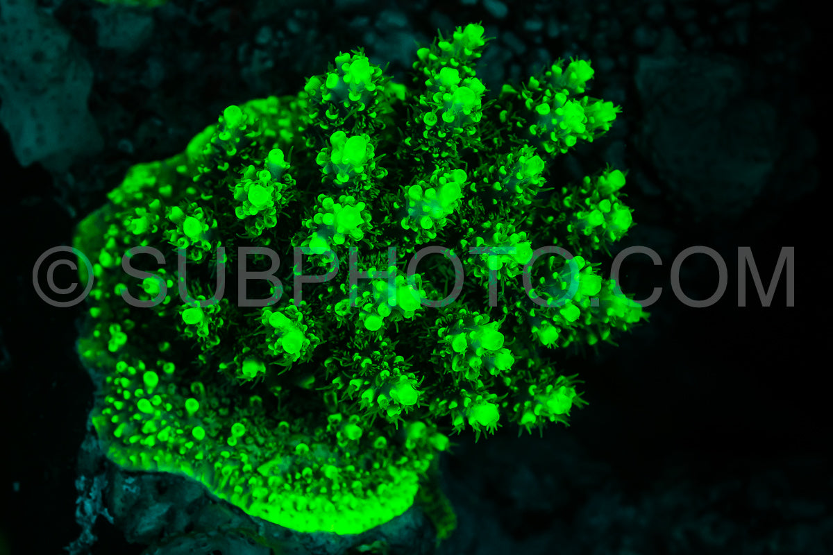 tropical reef coral glows fluorescent green excited by UV light