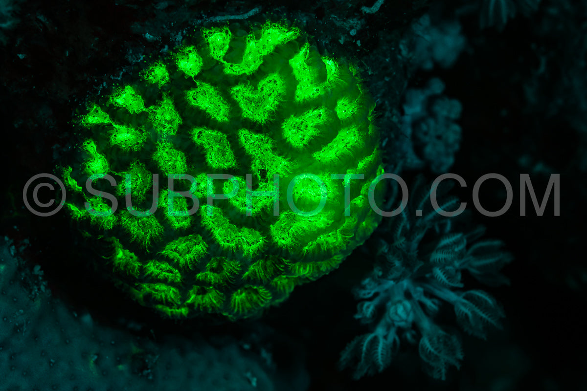Photo de Le corail des récifs tropicaux brille d'un vert fluorescent sous l'effet de la lumière UV.