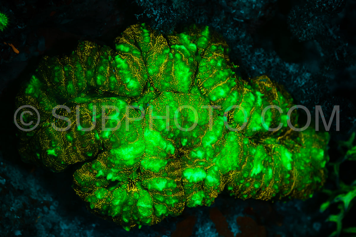 Photo de Le corail des récifs tropicaux brille d'un vert fluorescent sous l'effet de la lumière UV.