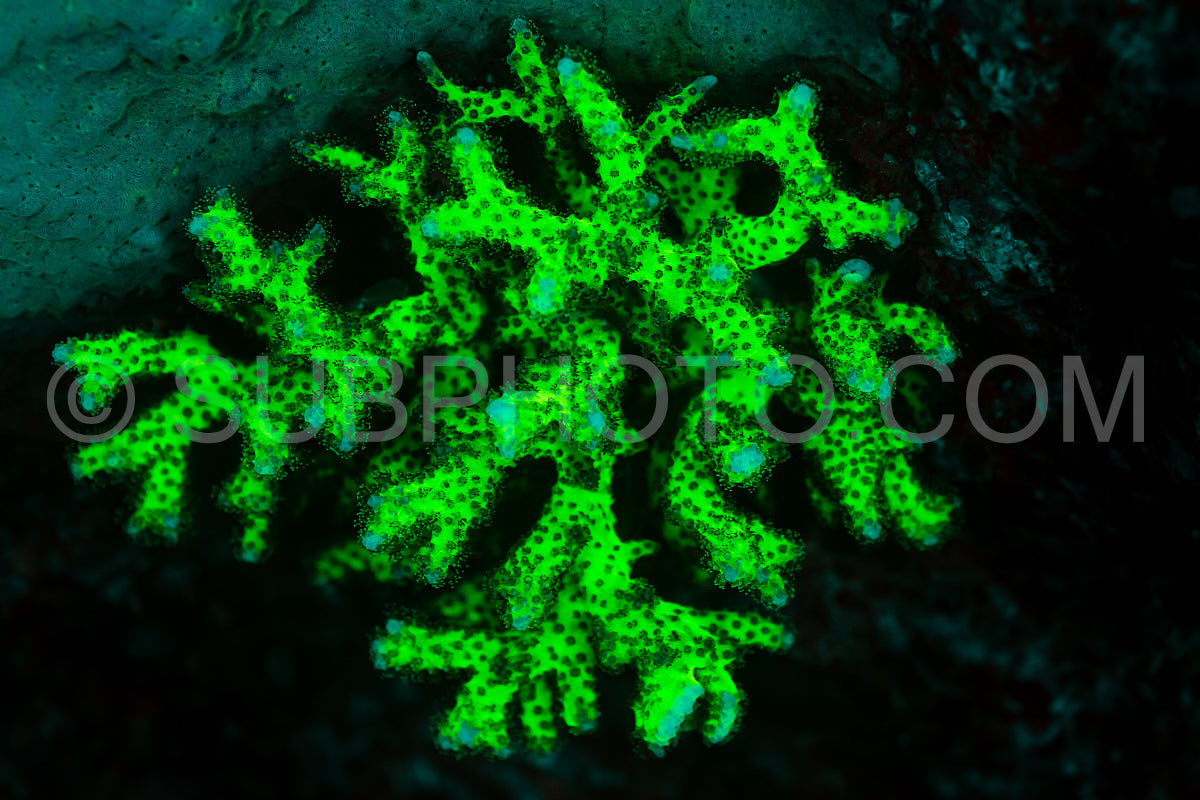 Photo de Le corail des récifs tropicaux brille d'un vert fluorescent sous l'effet de la lumière UV.