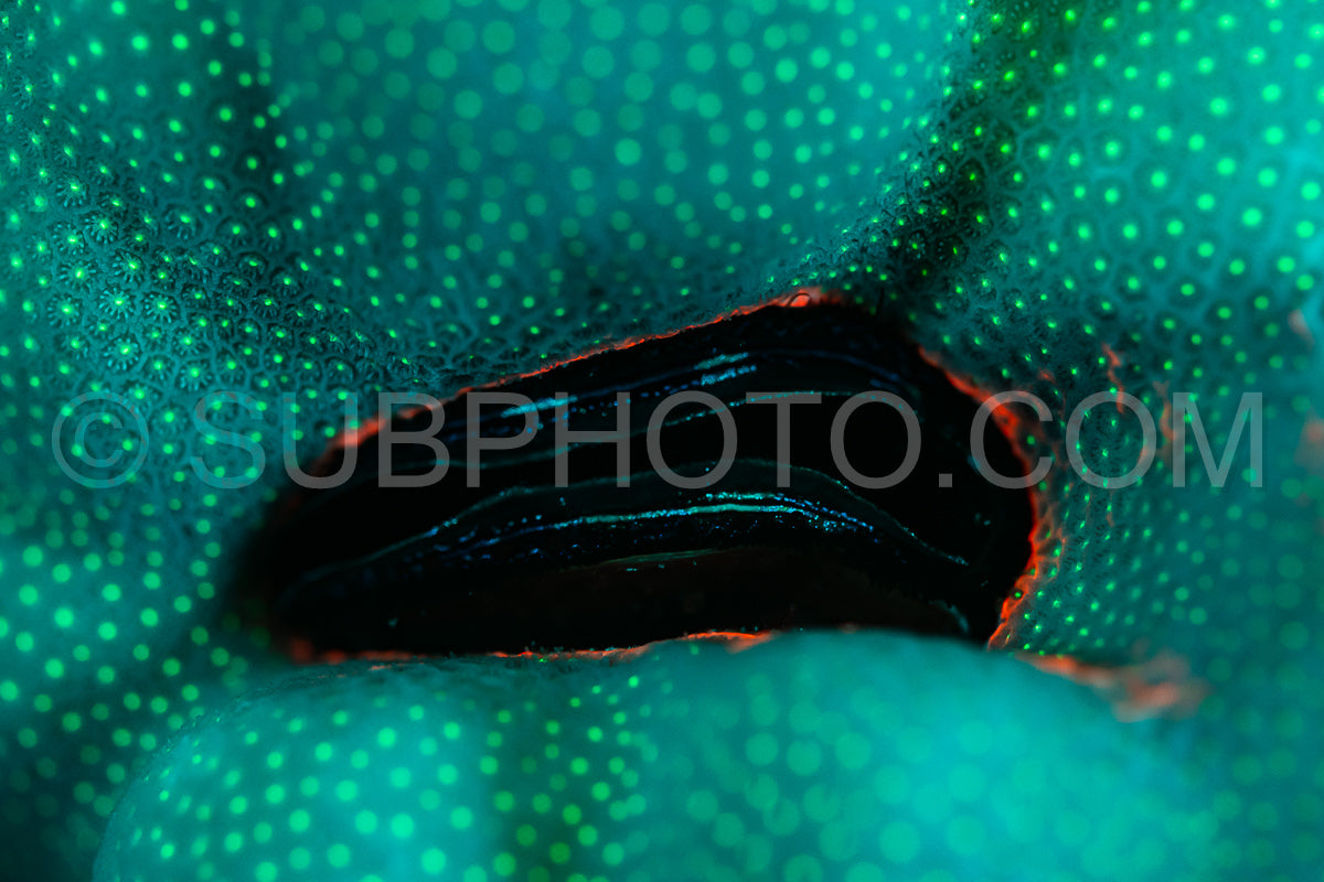 Photo de Le corail des récifs tropicaux brille d'un vert fluorescent sous l'effet de la lumière UV.