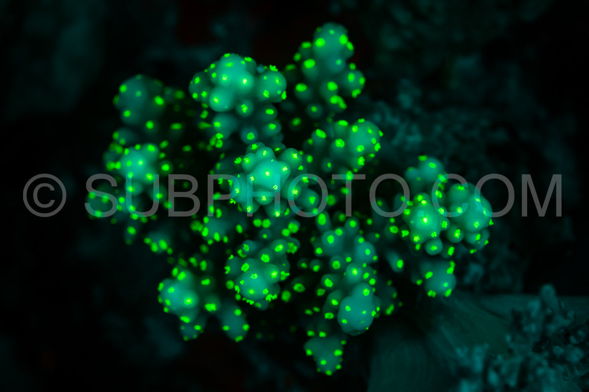 Photo de Le corail des récifs tropicaux brille d'un vert fluorescent sous l'effet de la lumière UV.